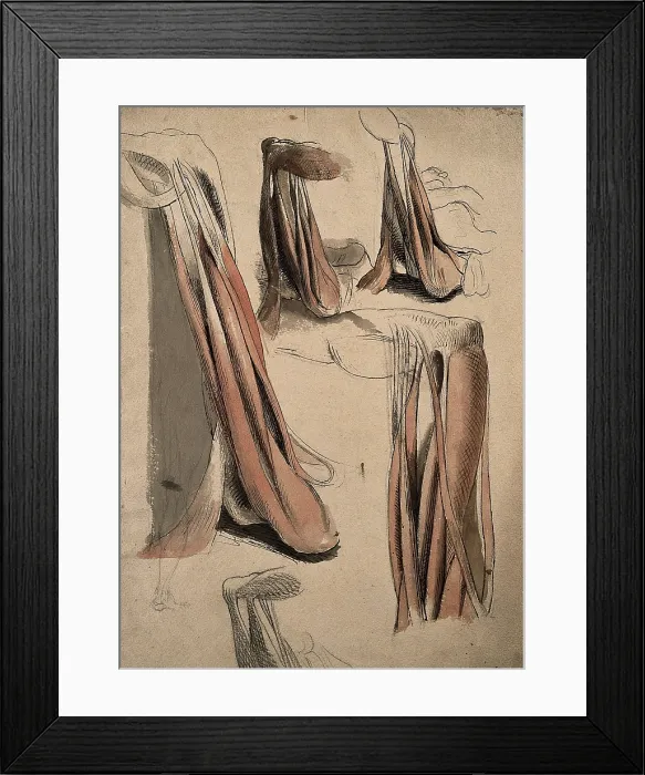 Framed Print : The muscles and tendons of the leg and the arm (?), 1815. Creator: Charles Landseer Framed Print : The muscles and tendons of the leg and the arm (?), 1815. Creator: Charles Landseer