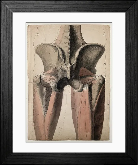 Framed Print : The muscles and bones of the pelvis and thighs, 1815. Creator: Charles Landseer Framed Print : The muscles and bones of the pelvis and thighs, 1815. Creator: Charles Landseer