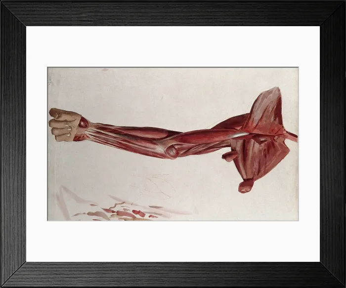 Framed Print : Dissection showing the muscles of the arm and shoulder, front view, (1833?). Creator: Johann Conrad Zeller Framed Print : Dissection showing the muscles of the arm and shoulder, front view, (1833?). Creator: Johann Conrad Zeller