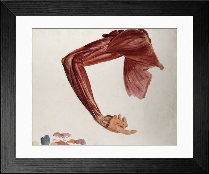 Framed Print : Dissection showing the muscles of the arm and shoulder, front view, with elbow and wrist... (1833?). Creator: Johann Conrad Zeller Framed Print : Dissection showing the muscles of the arm and shoulder, front view, with elbow and wrist... (1833?). Creator: Johann Conrad Zeller