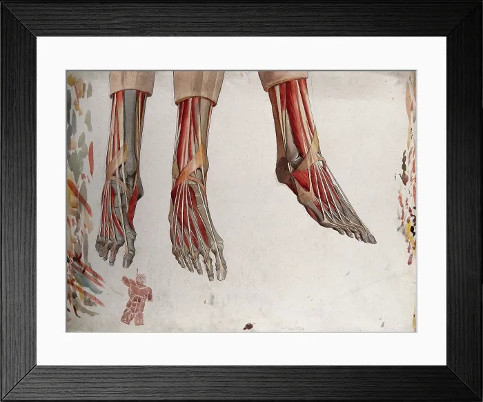 Framed Print : Three dissections of a foot, showing the muscles and tendons, with a marginal sketch of... (1833?) Creator: Johann Conrad Zeller Framed Print : Three dissections of a foot, showing the muscles and tendons, with a marginal sketch of... (1833?) Creator: Johann Conrad Zeller