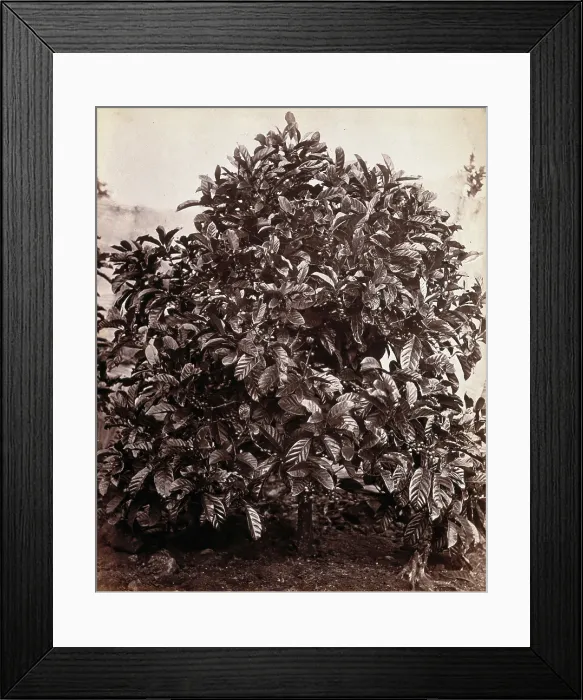 Framed Print : A fruiting coffee tree (Coffea arabica), c1860s. Creator: Unknown Framed Print : A fruiting coffee tree (Coffea arabica), c1860s. Creator: Unknown