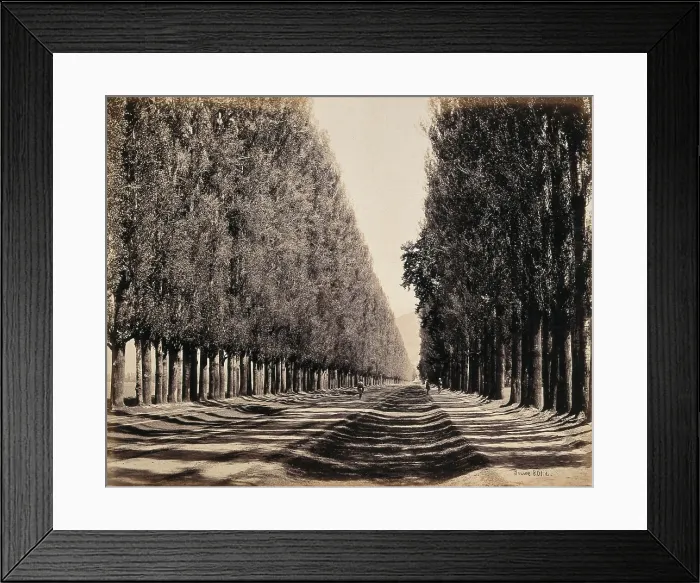 Framed Print : Srinagar, Kashmir: a dense poplar avenue, between 1800 and 1899. Creator: Samuel Bourne Framed Print : Srinagar, Kashmir: a dense poplar avenue, between 1800 and 1899. Creator: Samuel Bourne