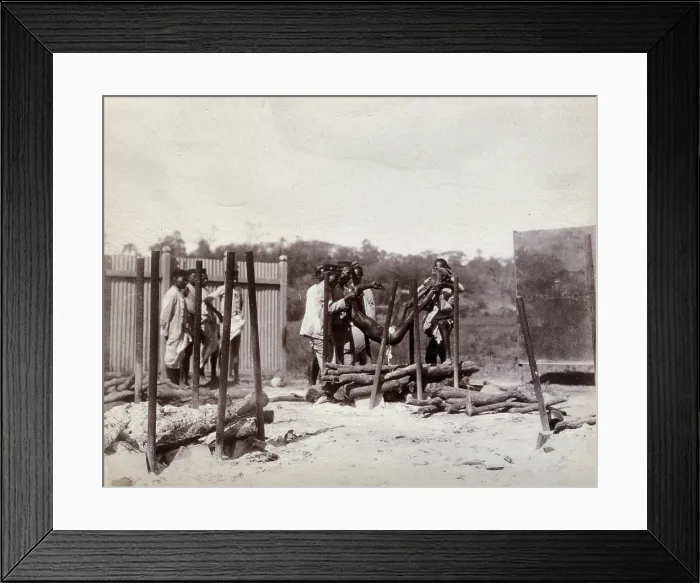 Framed Print : A group of men lower the body of a dead man on to a pyre of logs prior to a Hindu... 1896 / 1897. Creator: Unknown Framed Print : A group of men lower the body of a dead man on to a pyre of logs prior to a Hindu... 1896 / 1897. Creator: Unknown