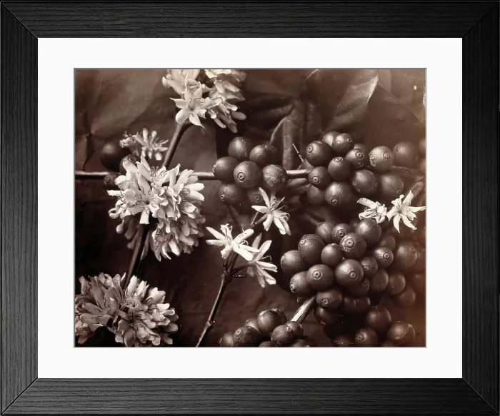 Framed Print : The blossom and fruit of a coffee tree (Coffea arabica), c1860s. Creator: Unknown Framed Print : The blossom and fruit of a coffee tree (Coffea arabica), c1860s. Creator: Unknown
