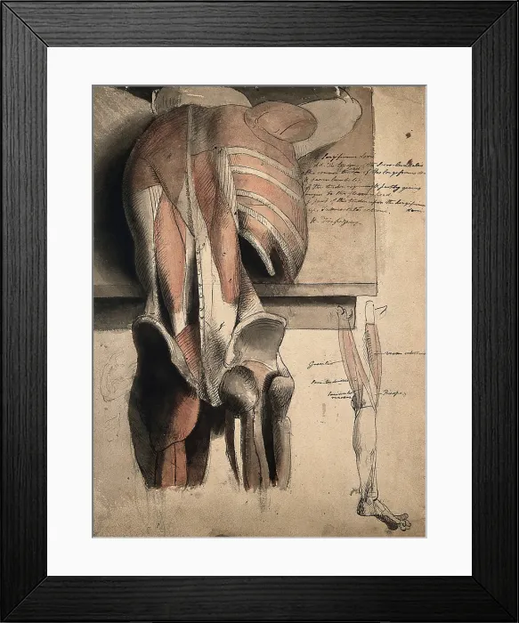 Framed Print : A prone ecorche figure, seen from behind, resting on a table, with the bones and muscles... 1815. Creator: Charles Landseer Framed Print : A prone ecorche figure, seen from behind, resting on a table, with the bones and muscles... 1815. Creator: Charles Landseer