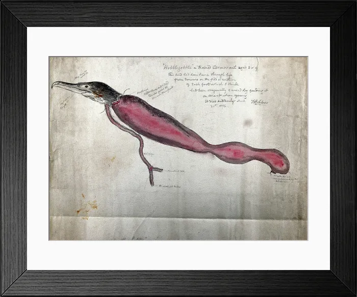 Framed Print : Post mortem of a trained cormorant named Hobblegobble': partial dissection showing the head...1876 Framed Print : Post mortem of a trained cormorant named Hobblegobble': partial dissection showing the head...1876