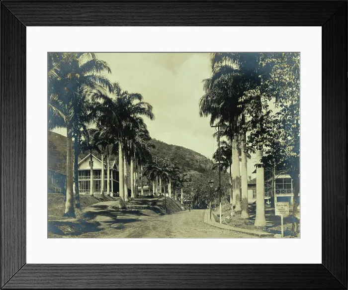 Framed Print : Ancon Hospital grounds, Panama: street with wooden buildings lined with palm trees, c1910. Creator: Unknown Framed Print : Ancon Hospital grounds, Panama: street with wooden buildings lined with palm trees, c1910. Creator: Unknown