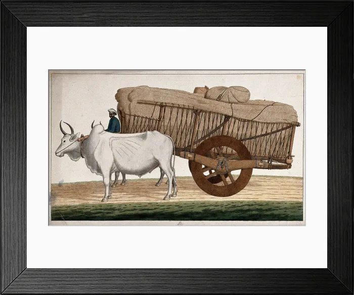 Framed Print : A man driving a loaded bullock cart, (between 1800 and 1899?). Creator: Unknown Framed Print : A man driving a loaded bullock cart, (between 1800 and 1899?). Creator: Unknown