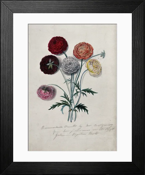 Framed Print : Six cut Ranunculus flowers: double-flowered varieties with leaves. Creator: Mrs Montgomery Framed Print : Six cut Ranunculus flowers: double-flowered varieties with leaves. Creator: Mrs Montgomery