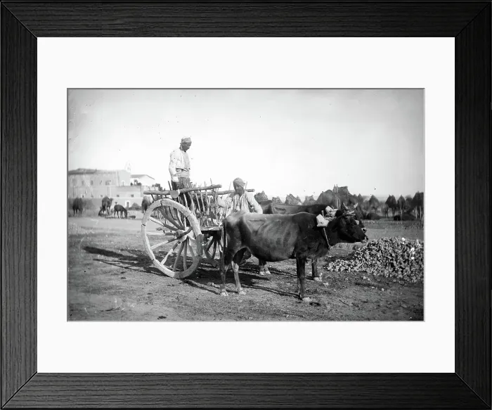 Framed Print : Cyprus, 1878. Creator: John Thomson Framed Print : Cyprus, 1878. Creator: John Thomson