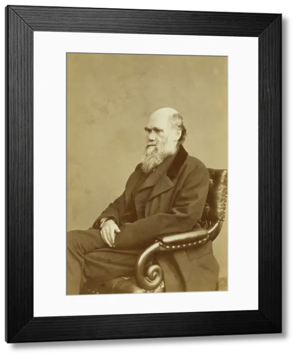 Framed Print : Charles Darwin, c1870s. Creator: London Stereoscopic & Photographic Co Framed Print : Charles Darwin, c1870s. Creator: London Stereoscopic & Photographic Co