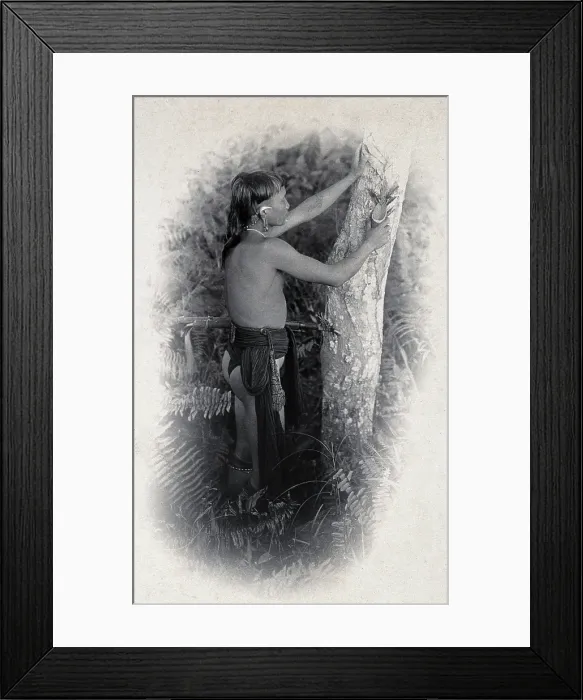 Framed Print : Sarawak: a Kenyah worker collecting the poison from an upas tree trunk, c1900. Creator: Unknown