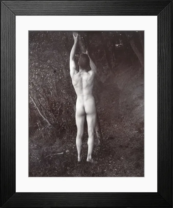Framed Print : A man posing naked, with his back to the camera, holding on to a branch of a tree, c1900. Creator: Unknown Framed Print : A man posing naked, with his back to the camera, holding on to a branch of a tree, c1900. Creator: Unknown