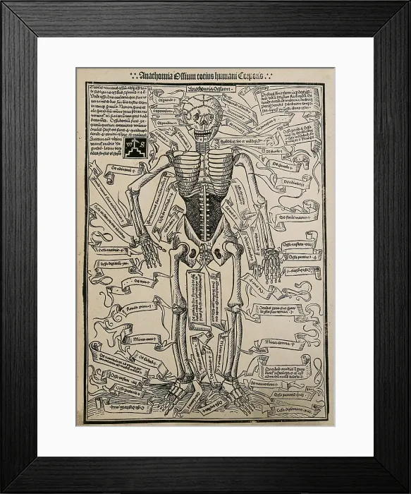 Framed Print : A skeleton, seen from the front, with labels giving the latin names of the bones, 1501 (20th cent). Creator: Unknown Framed Print : A skeleton, seen from the front, with labels giving the latin names of the bones, 1501 (20th cent). Creator: Unknown