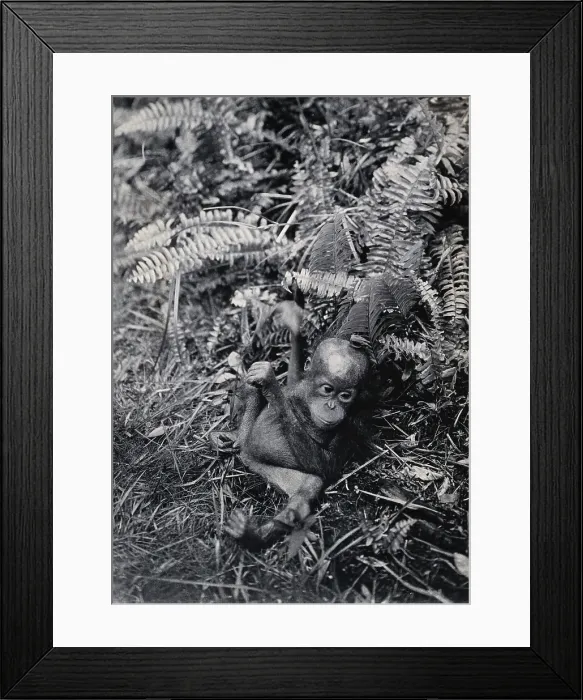 Framed Print : Sarawak: a baby orang-utan (Simia satyrus), c1900. Creator: Unknown Framed Print : Sarawak: a baby orang-utan (Simia satyrus), c1900. Creator: Unknown