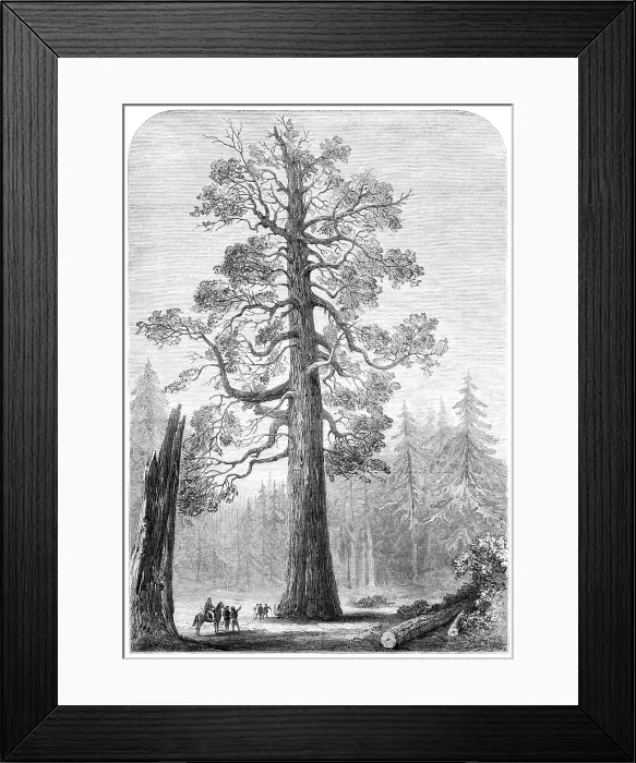 Framed Print : The 'Grizzly Giant' of Mariposa, California, 1881. Creator: Unknown Framed Print : The 'Grizzly Giant' of Mariposa, California, 1881. Creator: Unknown