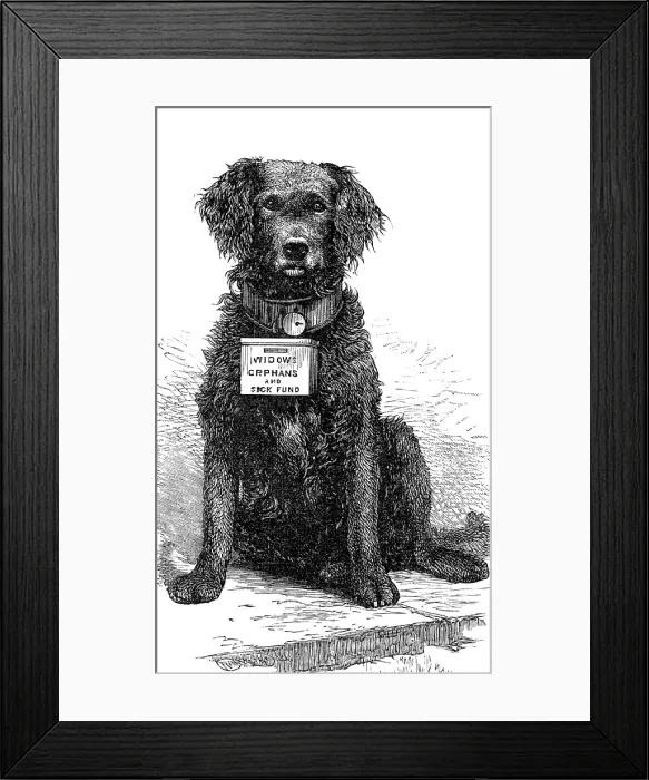 Framed Print : The Southsea and Ryde Collecting Dog 'Brake', 1883. Creator: Unknown Framed Print : The Southsea and Ryde Collecting Dog 'Brake', 1883. Creator: Unknown
