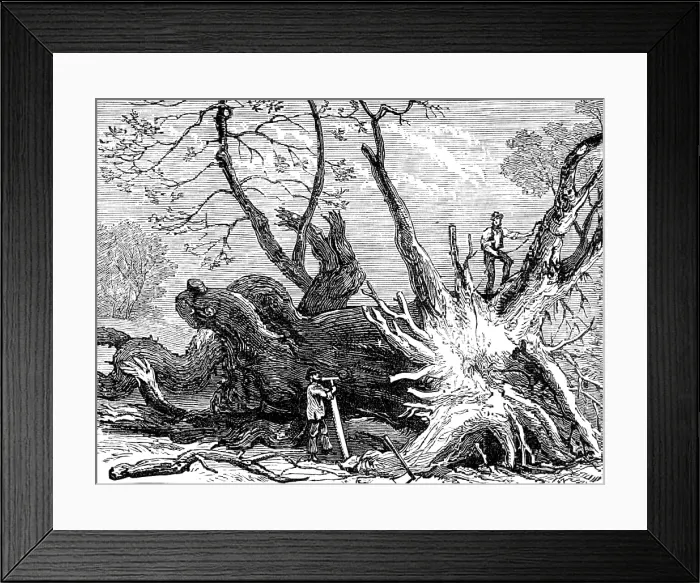 Framed Print : The Great Storm of Wind on Friday week: old chestnut in Greenwich Park, blown down, 1881. Creator: Unknown Framed Print : The Great Storm of Wind on Friday week: old chestnut in Greenwich Park, blown down, 1881. Creator: Unknown
