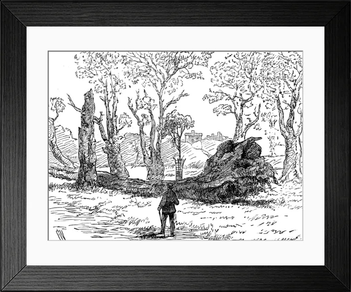 Framed Print : The Great Storm of Wind on Friday week: a tree uprooted near the bridge, Eton, 1881. Creator: Unknown Framed Print : The Great Storm of Wind on Friday week: a tree uprooted near the bridge, Eton, 1881. Creator: Unknown