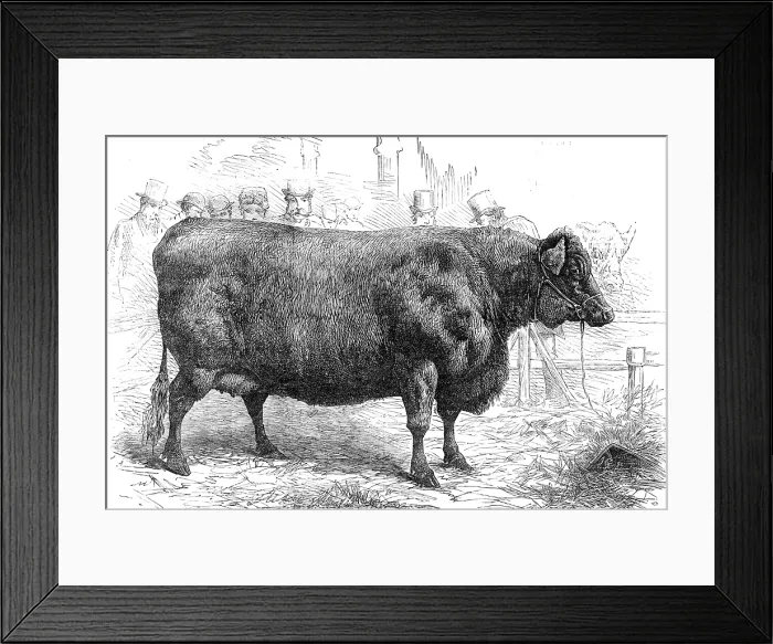 Framed Print : Smithfield Club Cattle Show: Sir W. Gordon Cumming's Scotch polled heifer...Gold Medal, 1881. Creator: Unknown. Smithfield Club Cattle Show: Sir W Framed Print : Smithfield Club Cattle Show: Sir W. Gordon Cumming's Scotch polled heifer...Gold Medal, 1881. Creator: Unknown. Smithfield Club Cattle Show: Sir W
