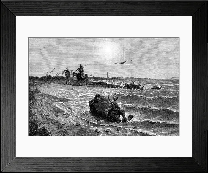 Framed Print : The Cholera in Egypt: its source and cause - scene on the shore at Damietta... 1883. Creator: Unknown Framed Print : The Cholera in Egypt: its source and cause - scene on the shore at Damietta... 1883. Creator: Unknown