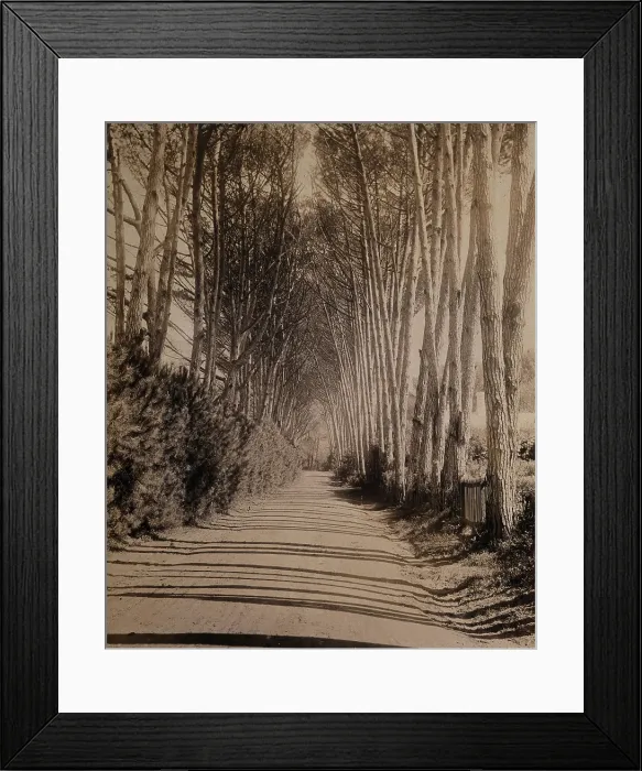 Framed Print : South Africa: an avenue lined with Fir trees in Rondebosch, 1896. Creator: GW Wilson and Company Framed Print : South Africa: an avenue lined with Fir trees in Rondebosch, 1896. Creator: GW Wilson and Company