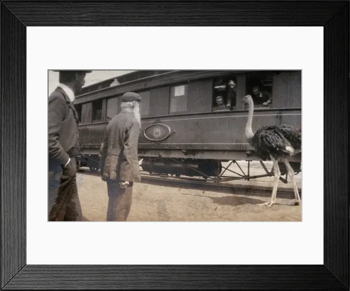 Framed Print : South Africa: two men and an ostrich beside a railway carriage, 1905. Creator: Miss Stower Framed Print : South Africa: two men and an ostrich beside a railway carriage, 1905. Creator: Miss Stower