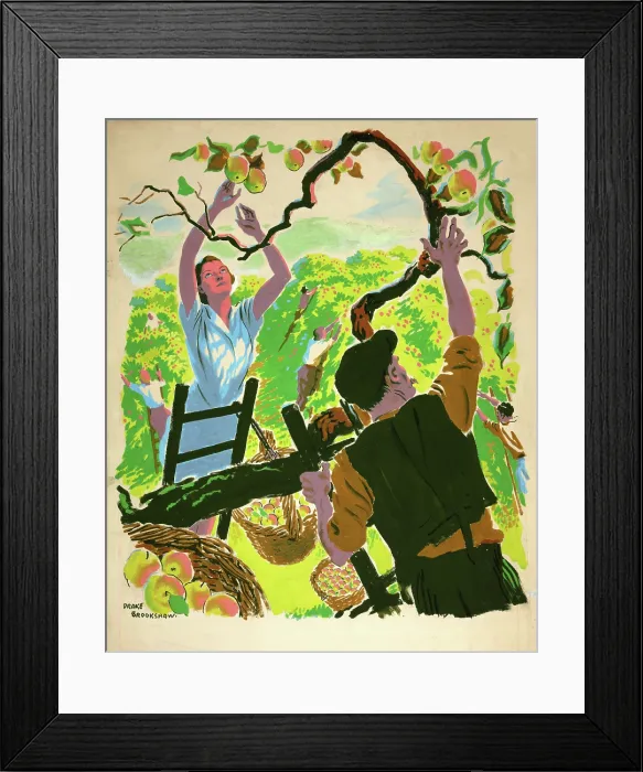 Framed Print : Apple picking, between 1939 and 1946. Creators: Central Office of Information, Percy Drake Brookshaw Framed Print : Apple picking, between 1939 and 1946. Creators: Central Office of Information, Percy Drake Brookshaw