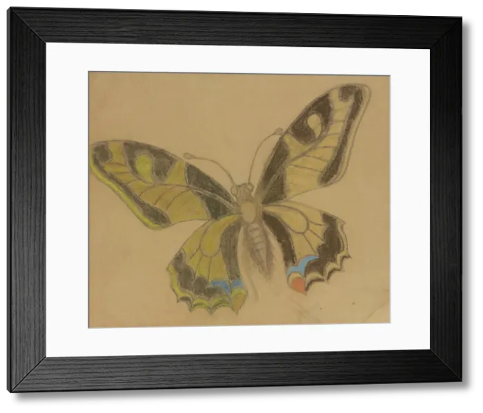 Framed Print : Butterfly (Old World Swallowtail), 1897-1898. Creator: Stanislaw Wyspianski Framed Print : Butterfly (Old World Swallowtail), 1897-1898. Creator: Stanislaw Wyspianski