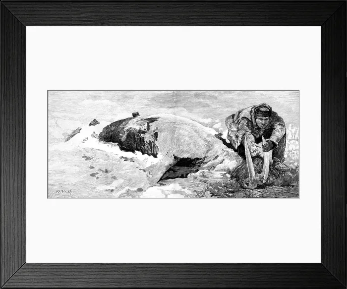 Framed Print : Dead whale on the coast of Bristol Bay, Alaska, 1890. Creator: H. F. Davey Framed Print : Dead whale on the coast of Bristol Bay, Alaska, 1890. Creator: H. F. Davey