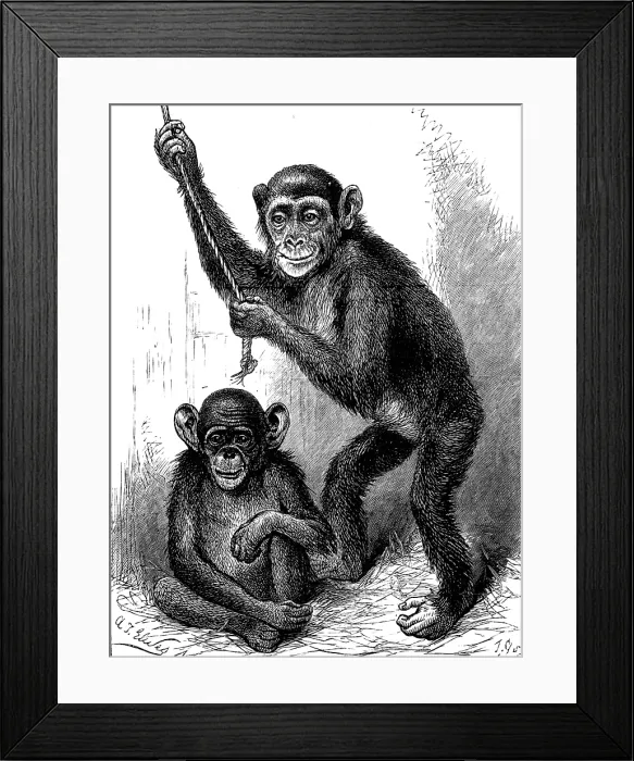 Framed Print : Chimpanzee and Koolokamba, at the Zoological Society's Gardens, 1883. Creator: Unknown. Chimpanzee and Koolokamba, at the Zoological Society's Gardens, 1883. Creator: Unknown Framed Print : Chimpanzee and Koolokamba, at the Zoological Society's Gardens, 1883. Creator: Unknown. Chimpanzee and Koolokamba, at the Zoological Society's Gardens, 1883. Creator: Unknown