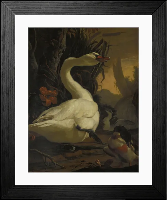 Framed Print : Swan, c1700. Creator: Abraham Busschop Framed Print : Swan, c1700. Creator: Abraham Busschop