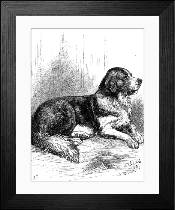 Framed Print : The St. Bernard Dog Show: Bayard, the Champion Rough-Coated Dog, 1883. Creator: J. G Framed Print : The St. Bernard Dog Show: Bayard, the Champion Rough-Coated Dog, 1883. Creator: J. G