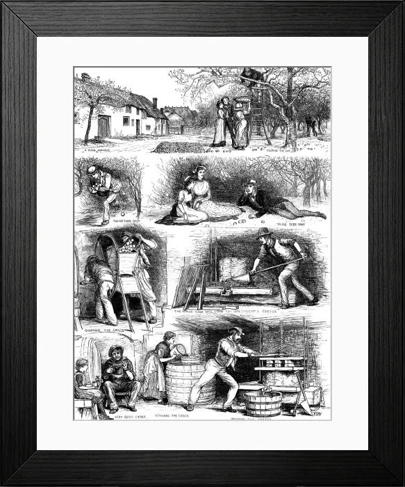 Framed Print : Apple-gathering and cider-making in Devonshire, 1883. Creator: Unknown Framed Print : Apple-gathering and cider-making in Devonshire, 1883. Creator: Unknown