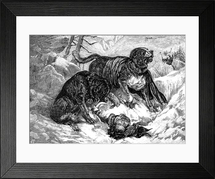 Framed Print : St. Bernard dogs finding a traveller in the snow, 1883. Creator: Unknown Framed Print : St. Bernard dogs finding a traveller in the snow, 1883. Creator: Unknown