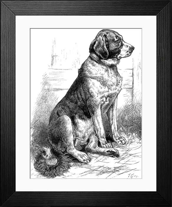 Framed Print : The St. Bernard Dog Show: Leila, the Champion Smooth-Coated Female, 1883. Creator: J. G Framed Print : The St. Bernard Dog Show: Leila, the Champion Smooth-Coated Female, 1883. Creator: J. G