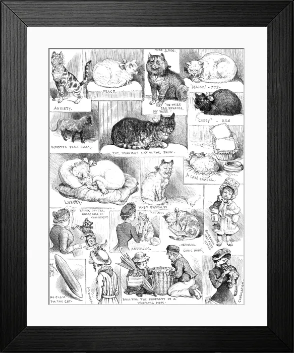 Framed Print : Sketches of the Cat Show at the Crystal Palace, 1883. Creator: Unknown Framed Print : Sketches of the Cat Show at the Crystal Palace, 1883. Creator: Unknown