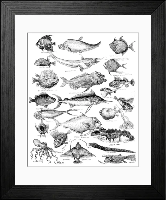 Framed Print : Odd fish at the International Fisheries Exhibition, 1883. Creator: Unknown Framed Print : Odd fish at the International Fisheries Exhibition, 1883. Creator: Unknown