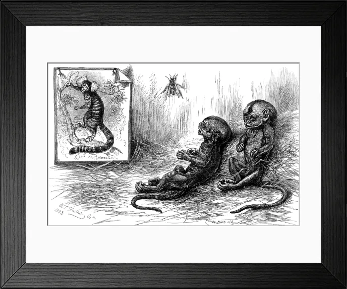Framed Print : Young marmozets born in London, 1883. Creator: Unknown Framed Print : Young marmozets born in London, 1883. Creator: Unknown