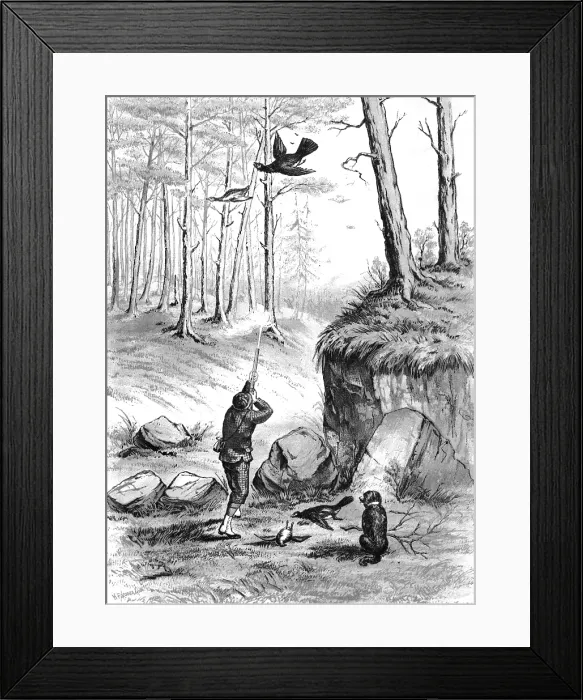 Framed Print : Shooting pheasants, 1883. Creator: H. Parsons Framed Print : Shooting pheasants, 1883. Creator: H. Parsons