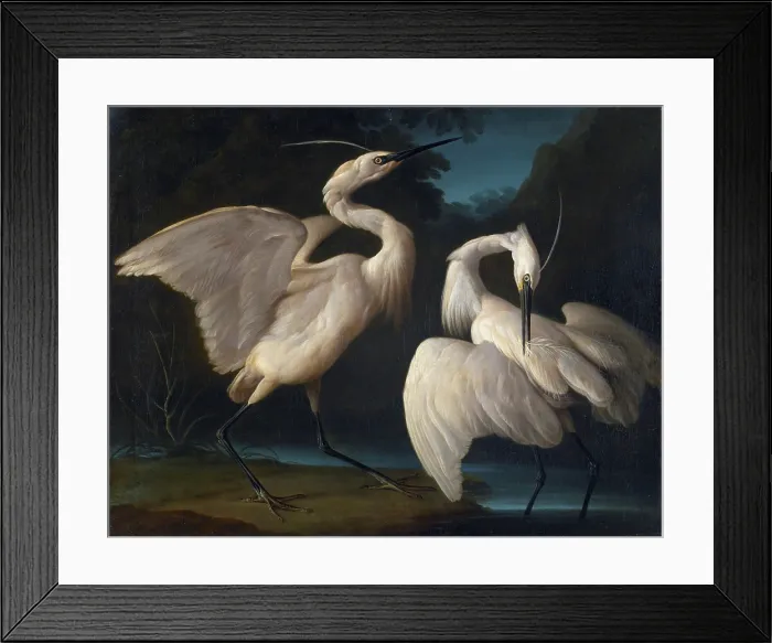 Framed Print : Two Birds, c1730-1740. Creator: Duranti, Giorgio (1683-1768)