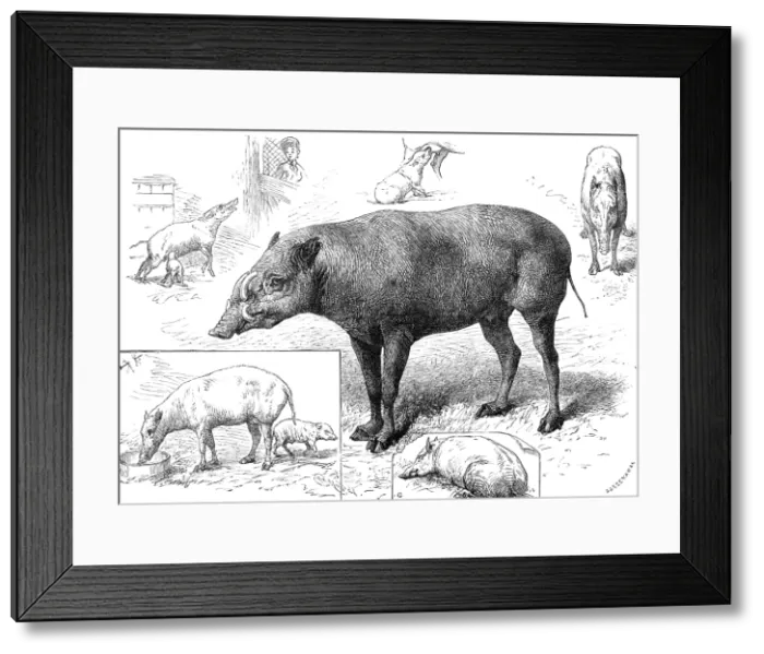 Framed Print : The Zoological Society's Gardens: the Babiroussa family, 1883. Creator: John Greenaway. The Zoological Society's Gardens: the Babiroussa family, 1883. Creator: John Greenaway Framed Print : The Zoological Society's Gardens: the Babiroussa family, 1883. Creator: John Greenaway. The Zoological Society's Gardens: the Babiroussa family, 1883. Creator: John Greenaway