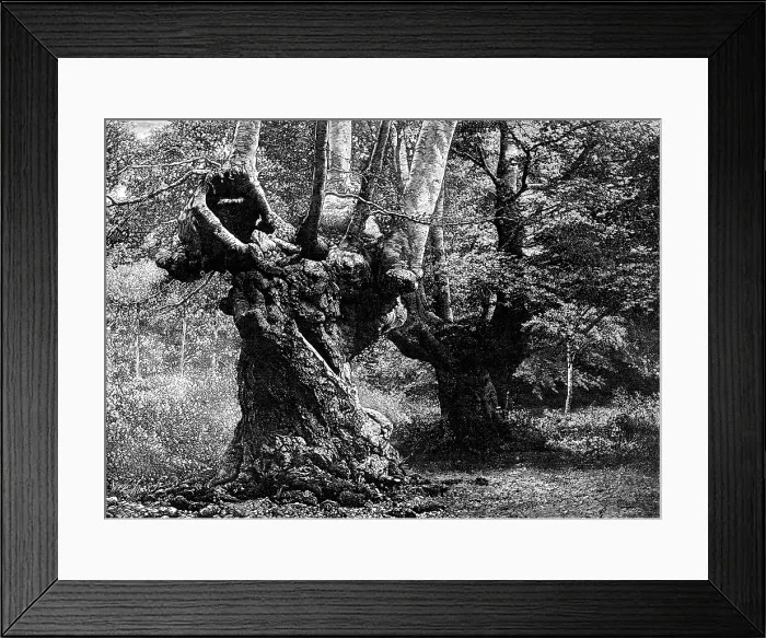 Framed Print : Dedication of Burnham Beeches to the public: the Elder Brethren, 1883. Creator: William James Palmer Framed Print : Dedication of Burnham Beeches to the public: the Elder Brethren, 1883. Creator: William James Palmer