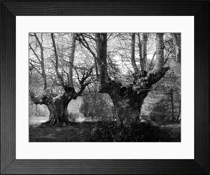 Framed Print : Dedication of Burnham Beeches to the public: spring-time at Burnham Beeches, 1883. Creator: Unknown Framed Print : Dedication of Burnham Beeches to the public: spring-time at Burnham Beeches, 1883. Creator: Unknown