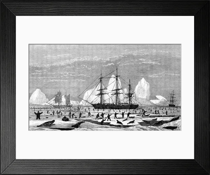 Framed Print : The International Fisheries Exhibition: model to illustrate seal-hunting, Newfoundland Section, 1883 Creator: Unknown Framed Print : The International Fisheries Exhibition: model to illustrate seal-hunting, Newfoundland Section, 1883 Creator: Unknown