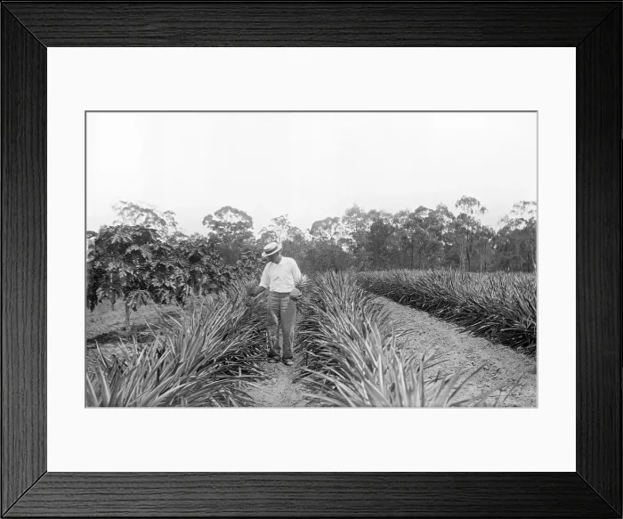 Framed Print : Pineapple farmer and harvesting pineapples, 1905. Creator: Robert Augustus Henry L'Estrange. Pineapple farmer and harvesting pineapples, 1905