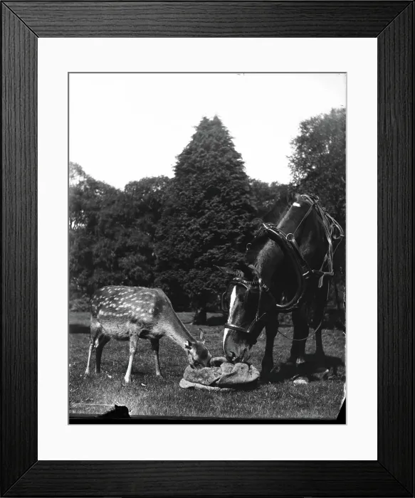 Framed Print : Horse and deer eating from bag, c1900s. Creator: Robert Augustus Henry L'Estrange. Horse and deer eating from bag, c1900s. Creator: Robert Augustus Henry L'Estrange