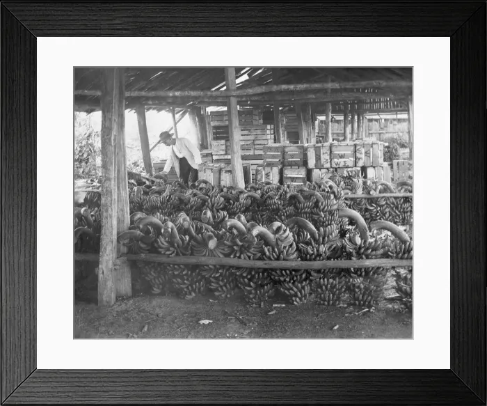 Framed Print : Unknown man with harvested banana crop, c1900s. Creator: Robert Augustus Henry L'Estrange. Unknown man with harvested banana crop, c1900s Framed Print : Unknown man with harvested banana crop, c1900s. Creator: Robert Augustus Henry L'Estrange. Unknown man with harvested banana crop, c1900s