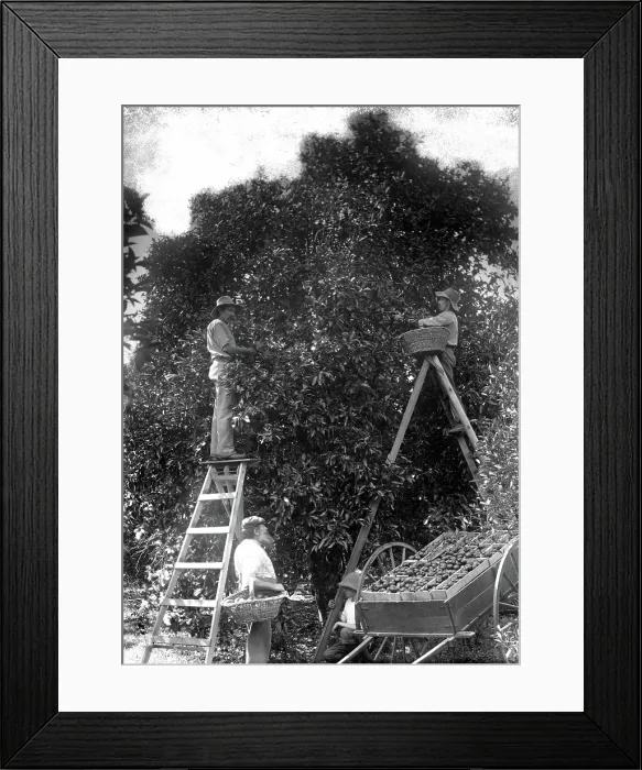 Framed Print : Picking oranges (Frederick George Walker beside cart - Upper Coomera), c1880s Framed Print : Picking oranges (Frederick George Walker beside cart - Upper Coomera), c1880s